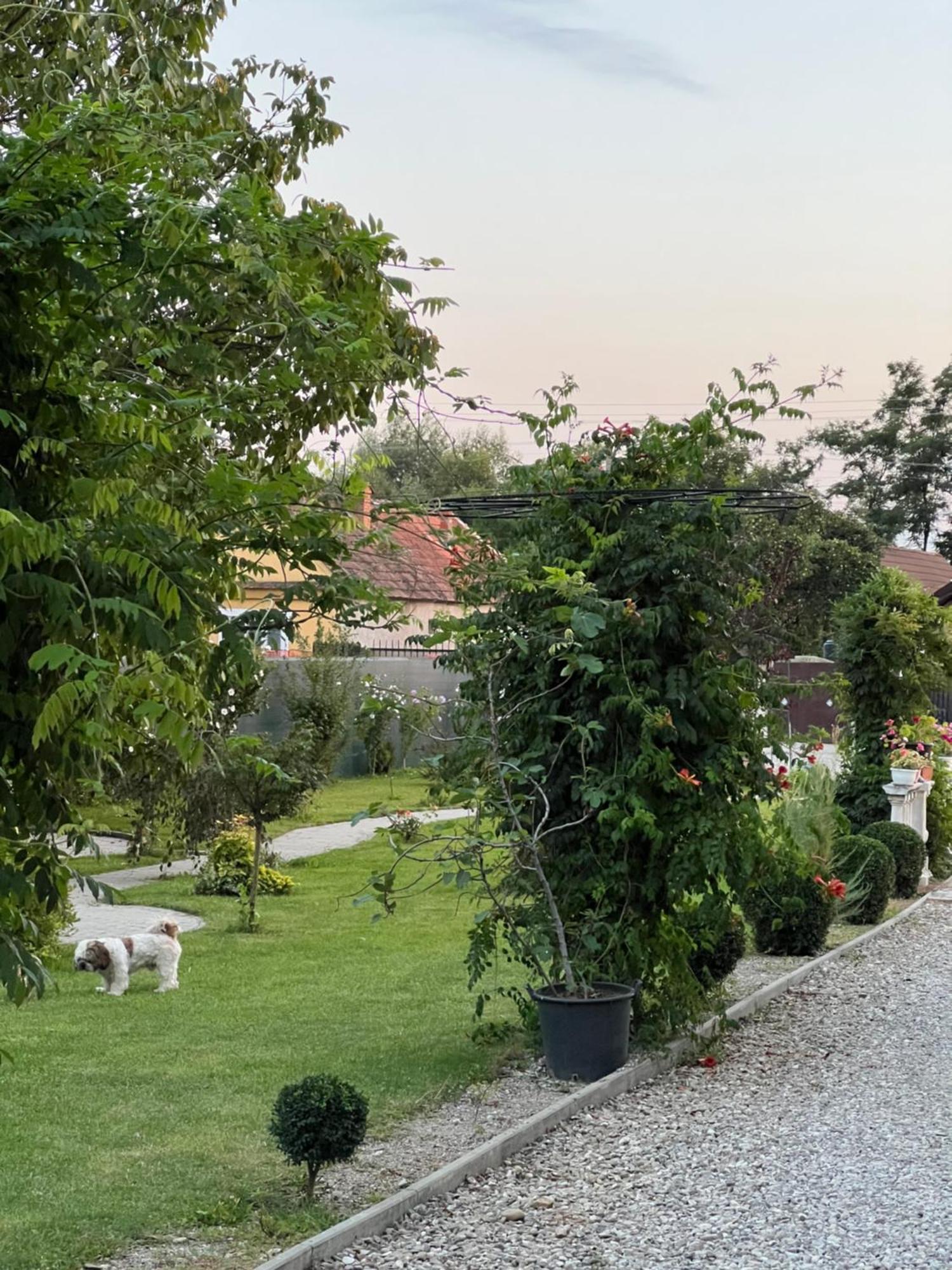 Pensiunea Baroc Dobirlau Εξωτερικό φωτογραφία